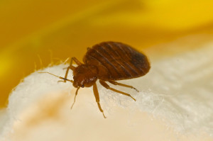 Homeowners insurance does not cover bedbugs