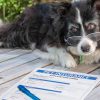 Elderly,Border,Collie,Dog,In,Spectacles,Considers,Buying,Pet,Insurance.