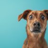 Dog,With,Surprised,Shock,Expression,Eyes,On,Isolated,Blue,Background